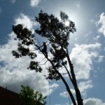 Tree surgeons and Arborists Bicester Tree Services in action up a tree