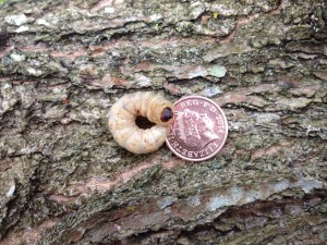 Visual inspection of a tree for safety surveying